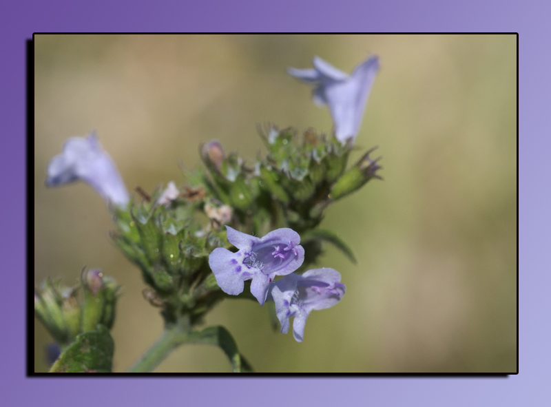 Stesso fiore..........????? Calamintha nepeta